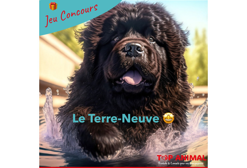 TIRAGE AU SORT DES GAGNANTS DU JEU CONCOURS TOP ANIMAL